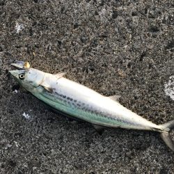 今年、初‼️サゴシ