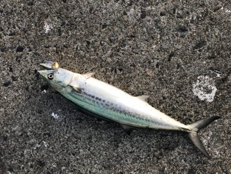 今年、初‼️サゴシ