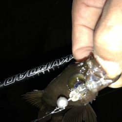 安定 メバリング