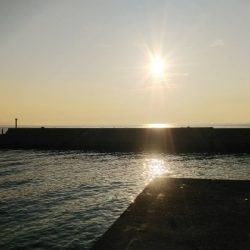 太刀魚は居てます