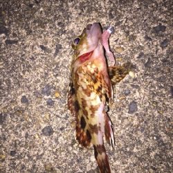 アジ探しに谷川へ