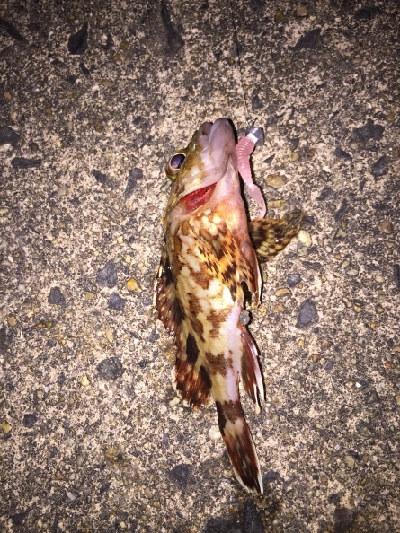 アジ探しに谷川へ