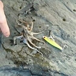 良型マゴチ& イイダコ釣果！