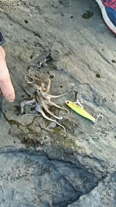 良型マゴチ& イイダコ釣果！