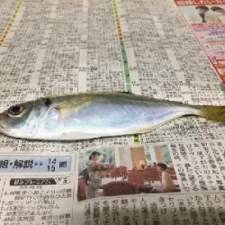 アジ探し
