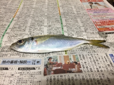 アジ探し