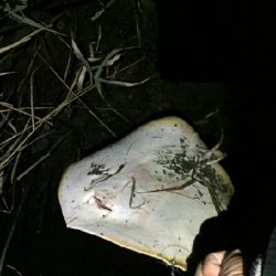 紀ノ川シーバス