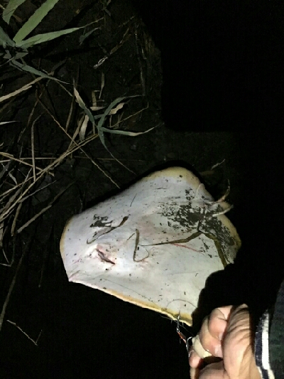 紀ノ川シーバス