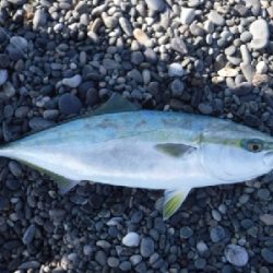 サーフでエビング‼️