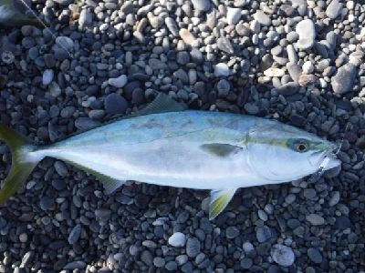 サーフでエビング‼️