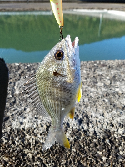 エバ、メッキ、チヌなど