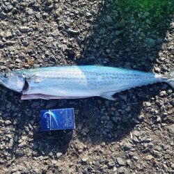 青物からのタチウオ♪