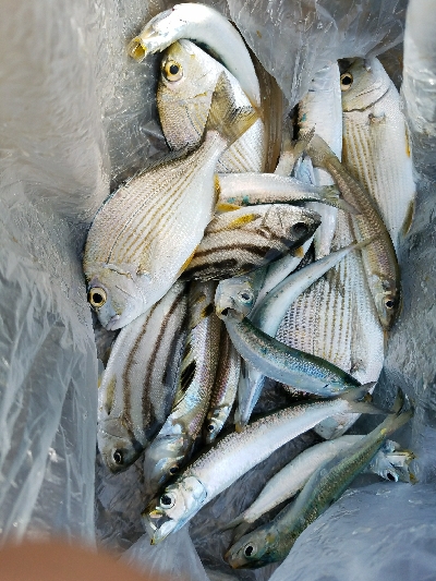 キス釣り　～二時間勝負！～