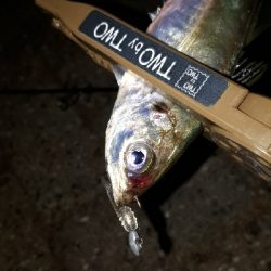 今夜もアジ調査