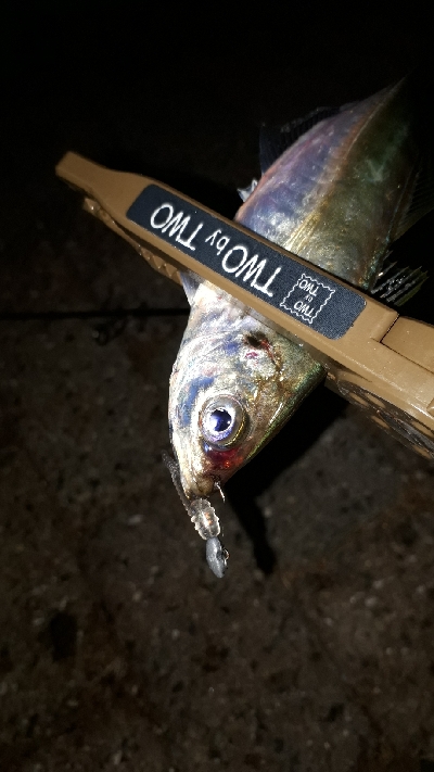 今夜もアジ調査