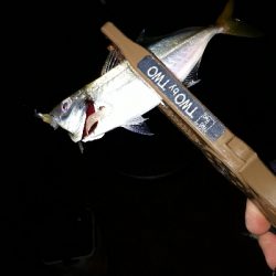 サザエさんタイムにアジング~