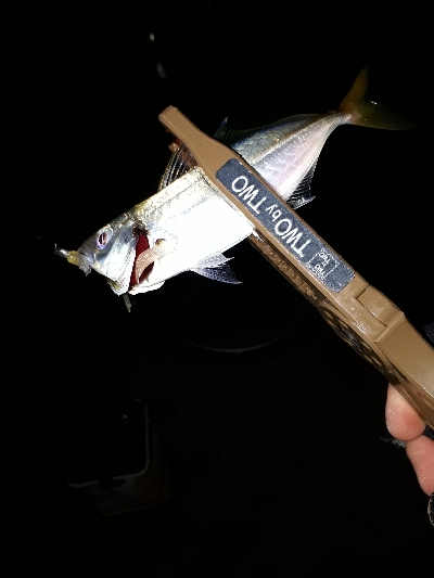 サザエさんタイムにアジング~