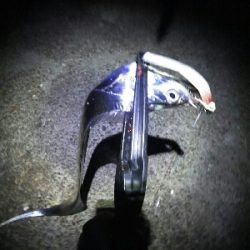 鯖祭で太刀魚8匹