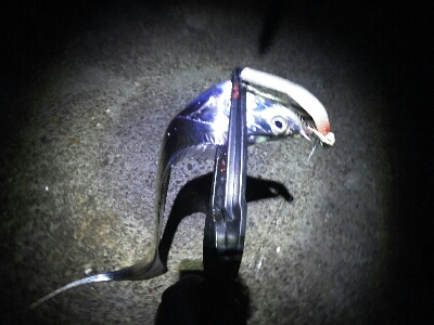 鯖祭で太刀魚8匹