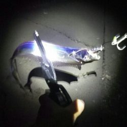 短い時合いで5匹