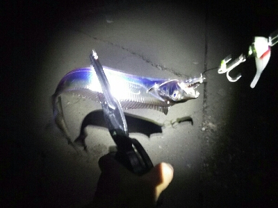 短い時合いで5匹