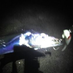 太刀魚は短期勝負