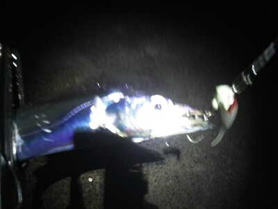 太刀魚は短期勝負