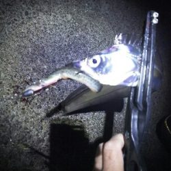 ミーノーでサゴシ