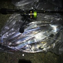 太刀魚に時合いなし