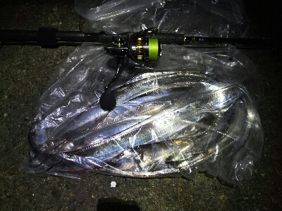 太刀魚に時合いなし