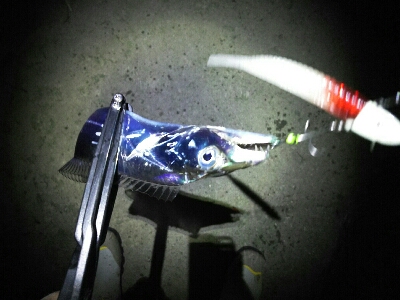 潮が動けば釣れる