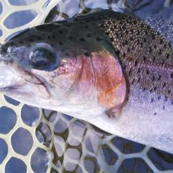 管理釣り場デビュー！