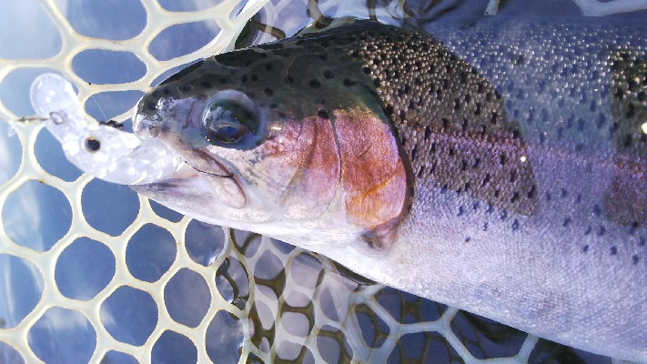 管理釣り場デビュー！
