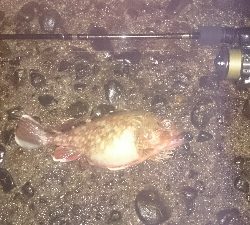 ライトゲームパラダイス