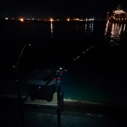 サバとアナゴに遊ばれて