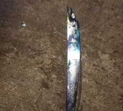 なんか渋く感じた