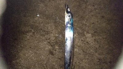 なんか渋く感じた