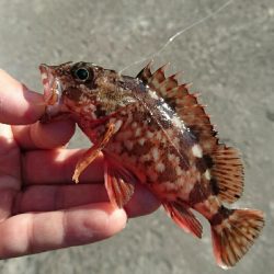 マイクロデイゲー五目釣り