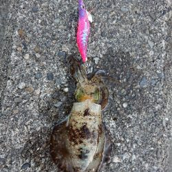 コウイカ、連チャン