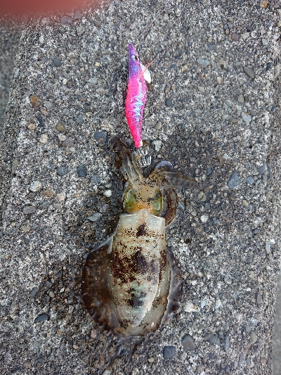 コウイカ、連チャン