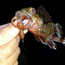 ワームでガシラ