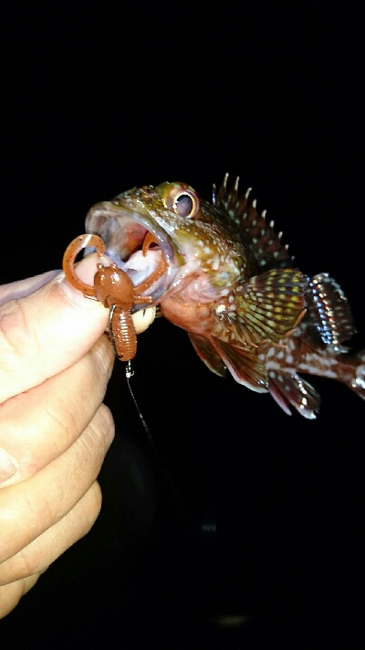 ワームでガシラ