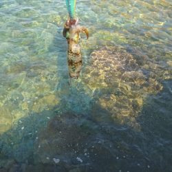 エギング釣行その33