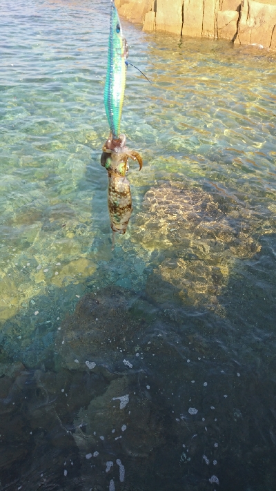 エギング釣行その33