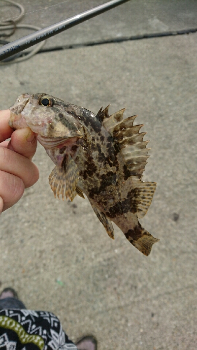 ワームで五目デイゲーム