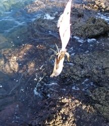 エギング釣行その34