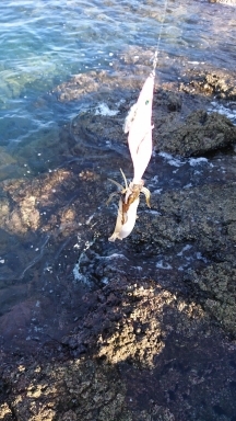 エギング釣行その34