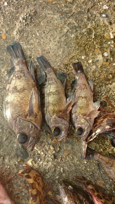 早朝メバリング