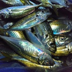 アジをもとめてーーー