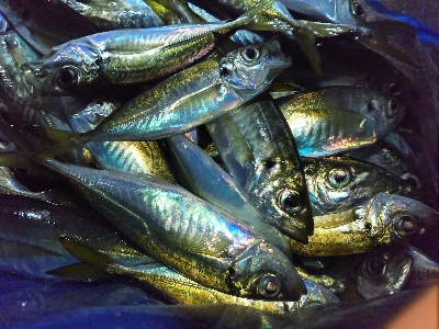 アジをもとめてーーー